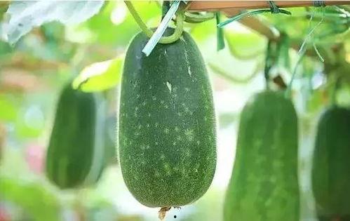 吃瓜的品种有哪些,盘点各式各样的吃瓜品种